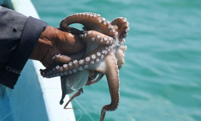 Se acabó la veda del pulpo en Veracruz, pescadores reactivan su extracción