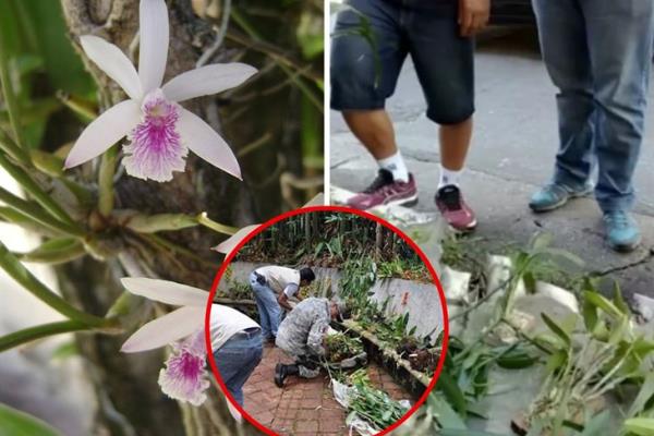 Por tráfico ilegal, orquídeas están en peligro de extinción en Veracruz 