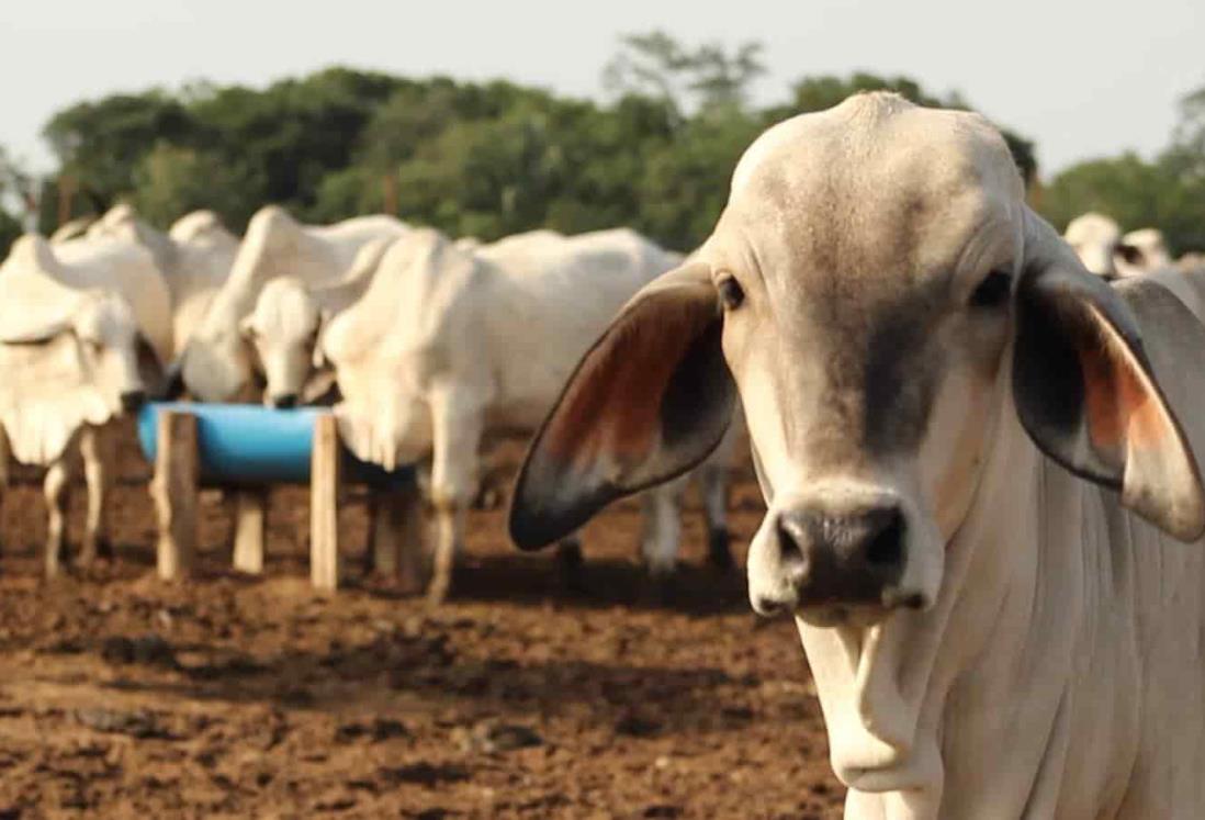 México es el sexto productor de carne de bovino a nivel mundial