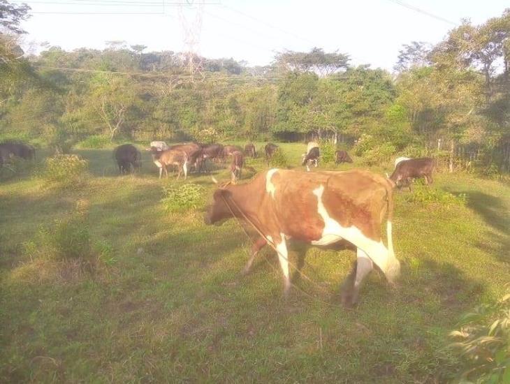 Ganadero de Moloacán recupera a su res robada ¡Por poco y solo encuentra la piel!