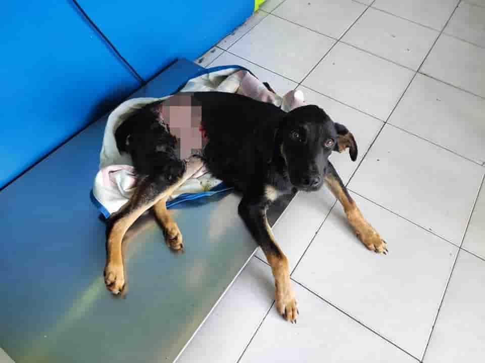 Denuncian terrible caso de maltrato a perro callejero