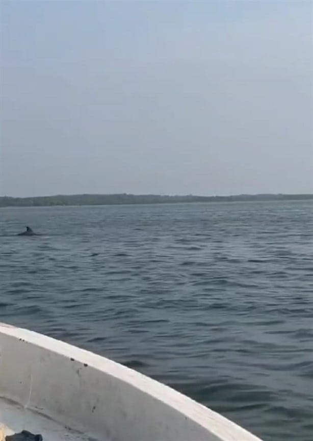 Avistan delfines en playas de Alvarado, Veracruz| VIDEO