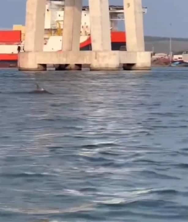 Avistan delfines en playas de Alvarado, Veracruz| VIDEO