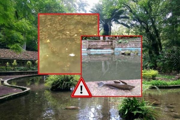 Parque Los Tecajetes: visitantes denuncian a peces y tortugas en completo olvido 
