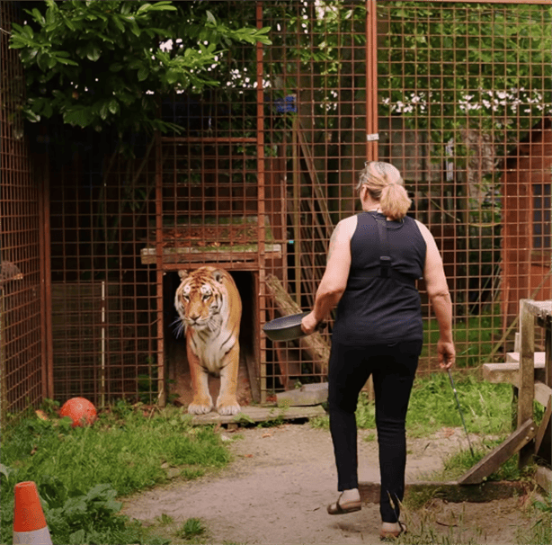 Brigitte, la mujer que enterneció al internet criando un tigre ciego de nacimiento