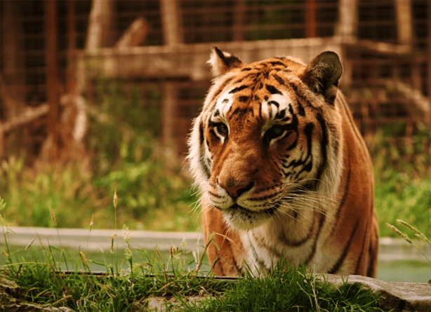 Brigitte, la mujer que enterneció al internet criando un tigre ciego de nacimiento