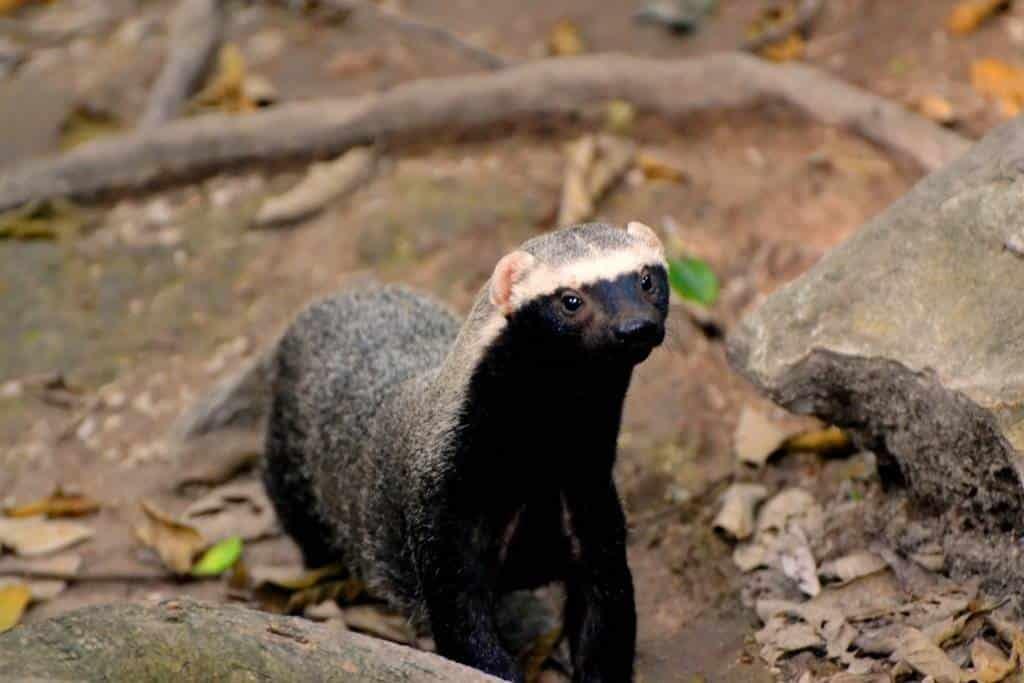 ¿Qué come el grisón, especie en peligro de extinción en Coatzacoalcos?