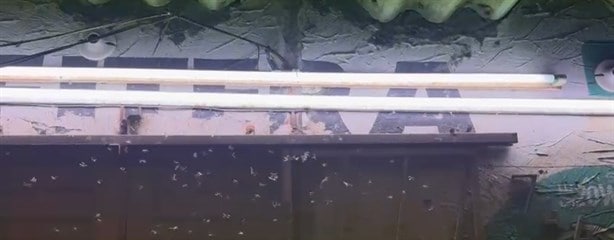 Captan grandes enjambres de insectos en colonias de Veracruz | VIDEO