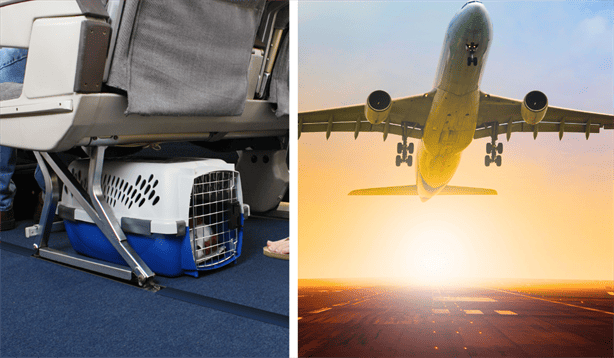 Requisitos para Viajar con Mascotas desde el AIFA: Todo lo que Necesitas Saber