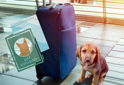 Requisitos para Viajar con Mascotas desde el AIFA: Todo lo que Necesitas Saber