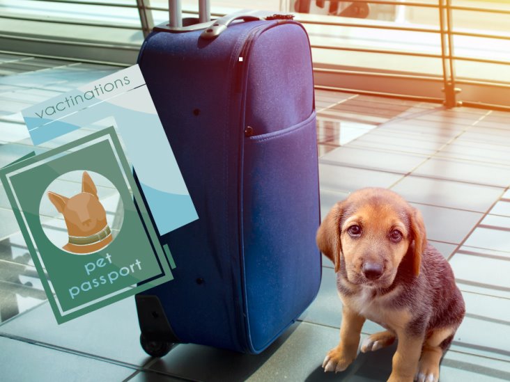 Requisitos para Viajar con Mascotas desde el AIFA: Todo lo que Necesitas Saber