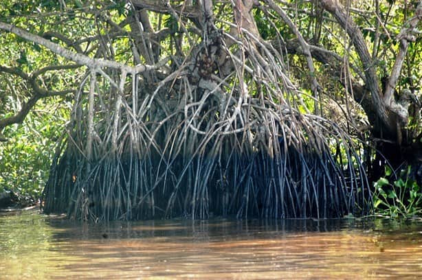 Fiscalía de Veracruz y Profepa ignoran denuncias de pescadores por contaminación en ríos del sur | VIDEO