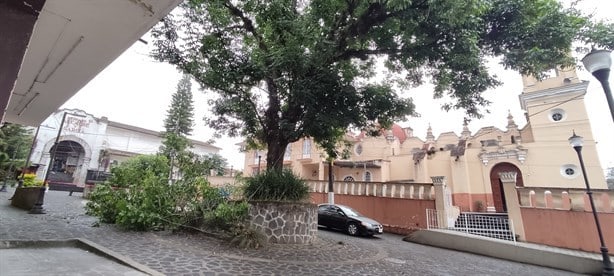 ¿Te enteraste? Rama de un árbol cae cerca de San José, en Xalapa