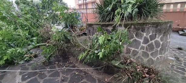 ¿Te enteraste? Rama de un árbol cae cerca de San José, en Xalapa