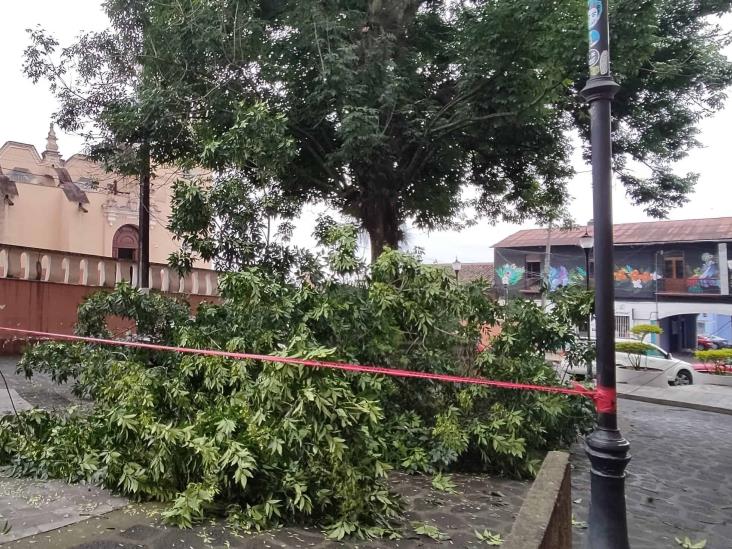 ¿Te enteraste? Rama de un árbol cae cerca de San José, en Xalapa