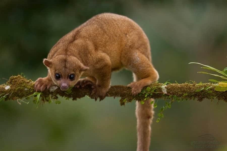 Conoce a la Martucha, especie protegida localizada muerta en Acayucan