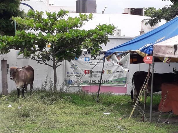 Si vacas o caballos lastiman a ciudadanos habrá consecuencias legales para dueños