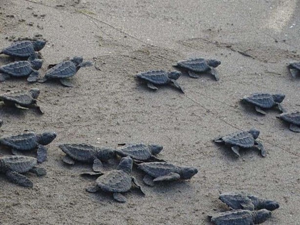 Esta es la alerta que dieron tras limpiar la playa en Coatzacoalcos