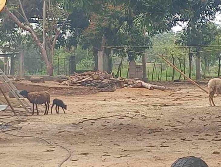 Criadores de borregos y aves de corral alarmados por ataques de Perro