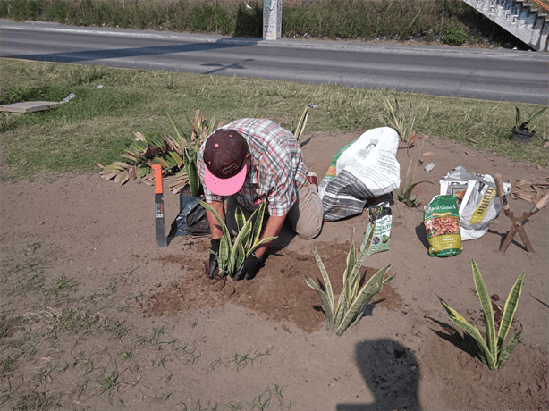 Iniciativa Verde en avenida Rafael Cuervo: sembrarán más de 150 plantas en zona norte de Veracruz