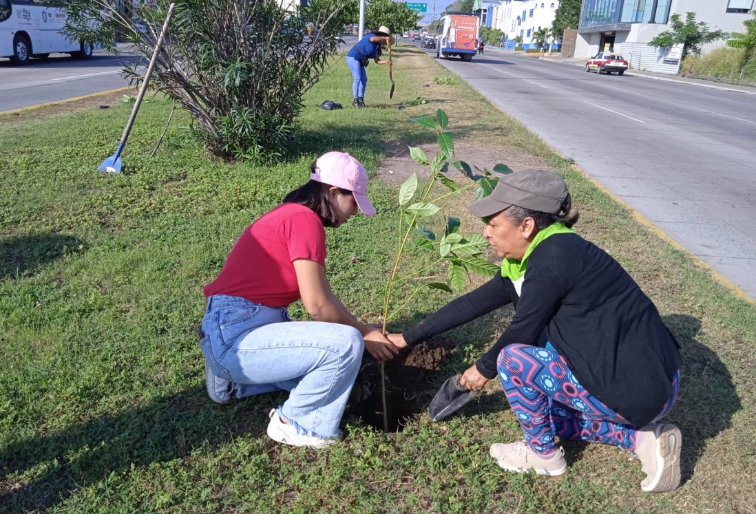 Iniciativa Verde en avenida Rafael Cuervo: sembrarán más de 150 plantas en zona norte de Veracruz