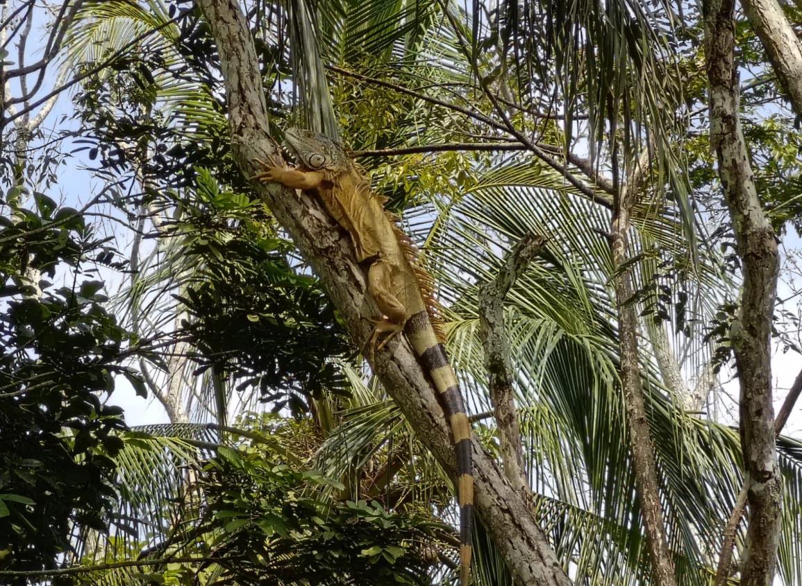 Especies en peligro de extinción son acechadas por cazadores en el sur de Veracruz