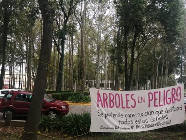 Tala de árboles en Xalapa: ¿cortarán más en la avenida Xalapa? esto sabemos