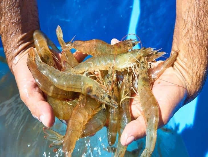 ¿Habrá suficiente camarón en Veracruz durante cuaresma?