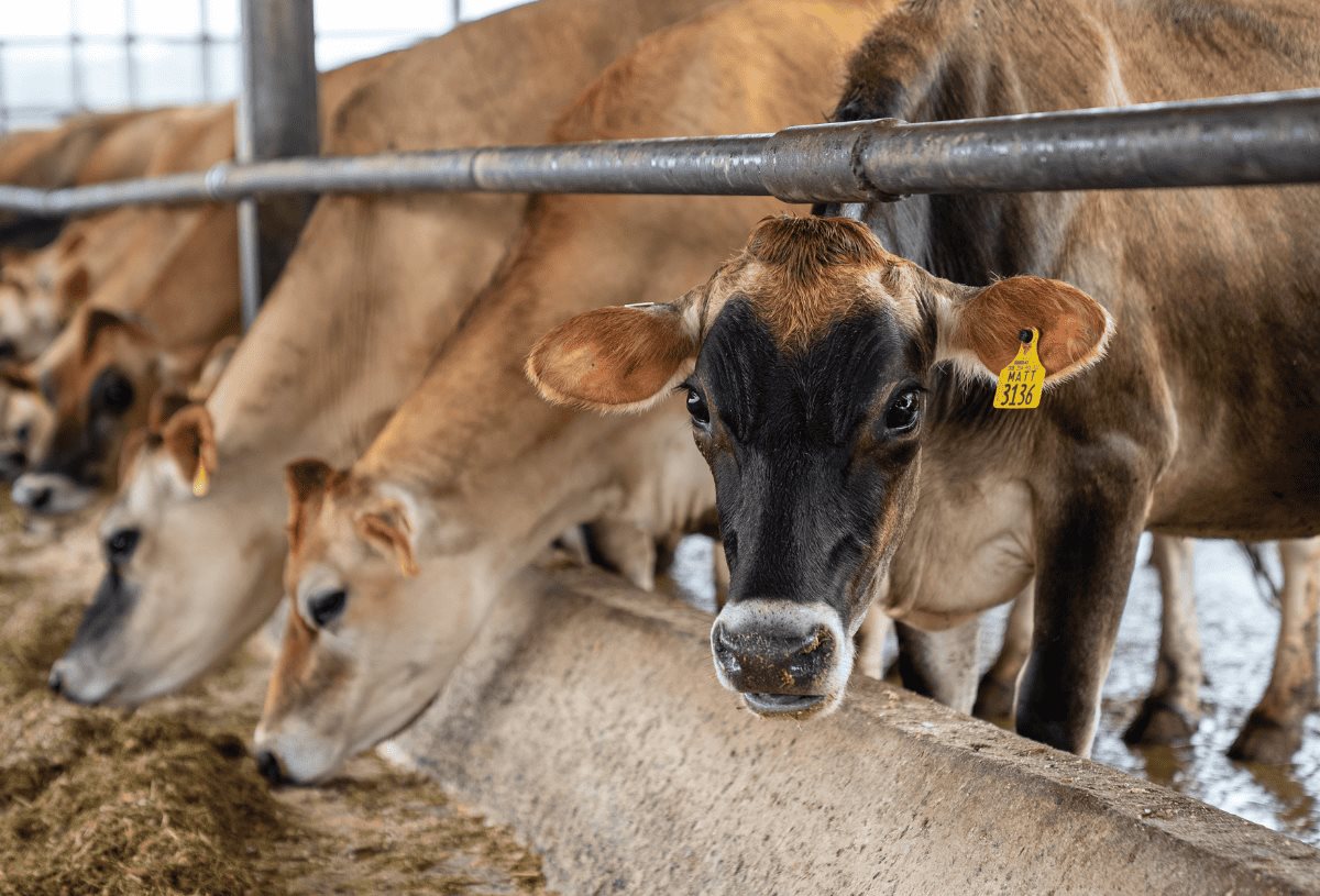 Estados Unidos hace observaciones críticas a Veracruz en sanidad animal