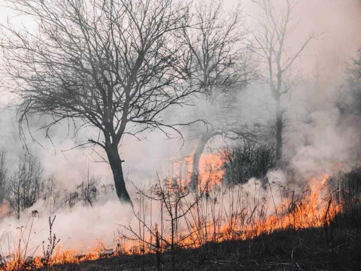 A la baja, número de hectáreas afectadas por incendios forestales en Veracruz