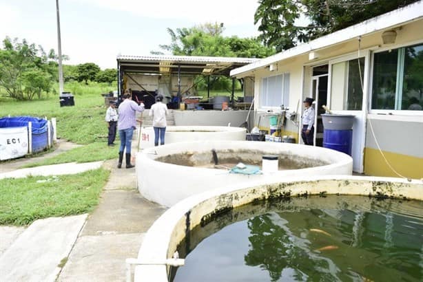 Universidad de Coatzacoalcos realizará venta de mojarras, aquí los detalles