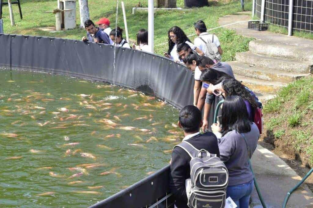 Universidad de Coatzacoalcos realizará venta de mojarras, aquí los detalles