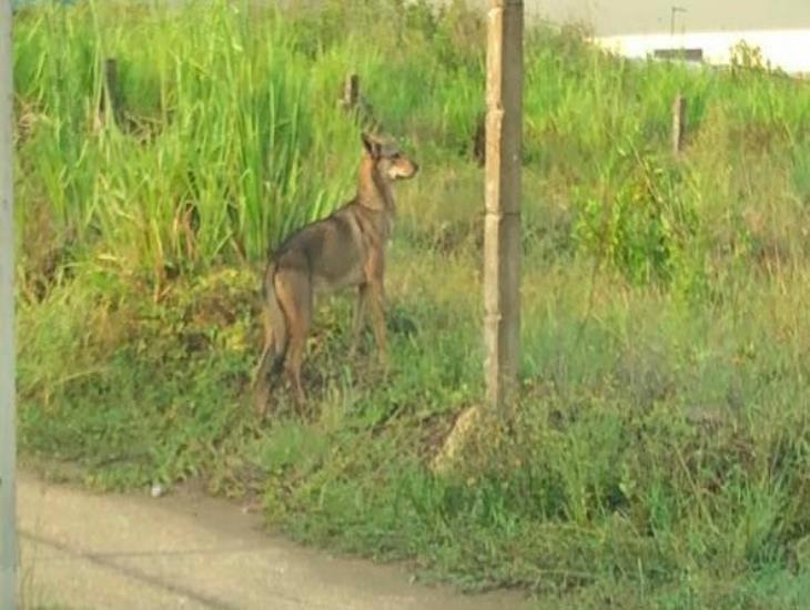 Esta zona de Coatzacoalcos se ha convertido en hábitat de coyotes