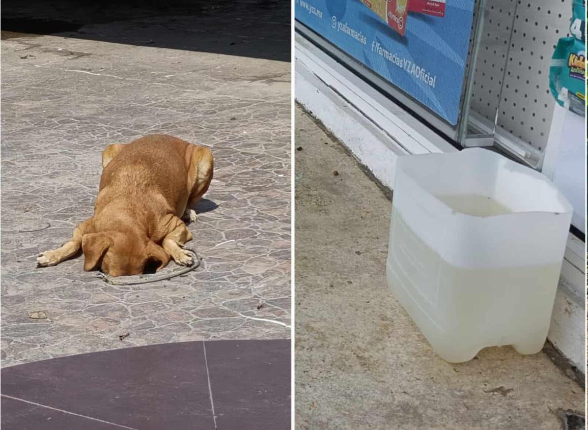 Así protegen a los lomitos ante altas temperaturas en Villa Cuichapa