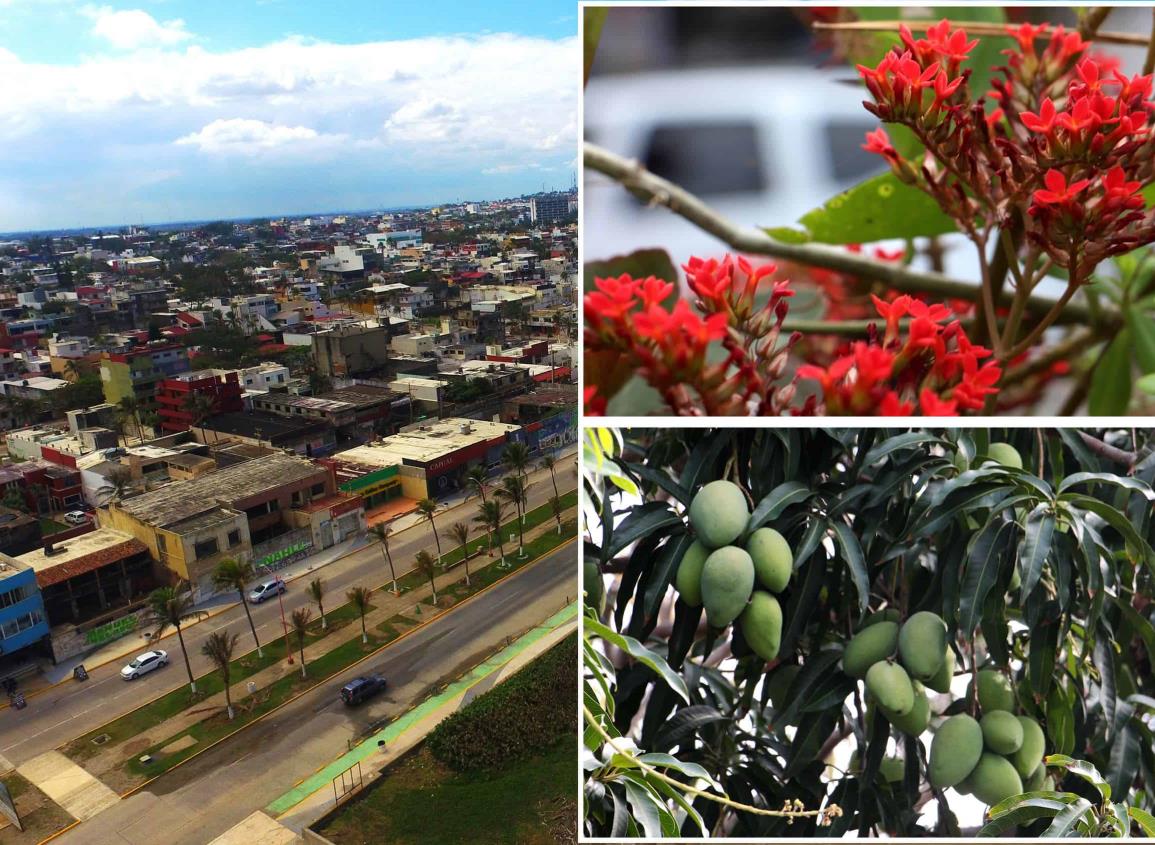 Primavera llegó a Coatzacoalcos antes de lo previsto ¿a qué se debe?