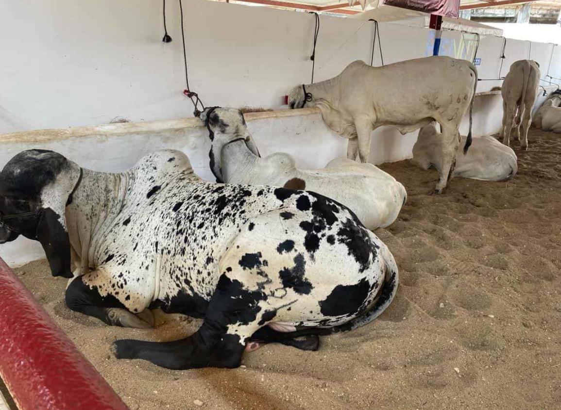 Ganaderos del sur de Veracruz realizan muestra nacional de sardo negro mocho | VIDEO