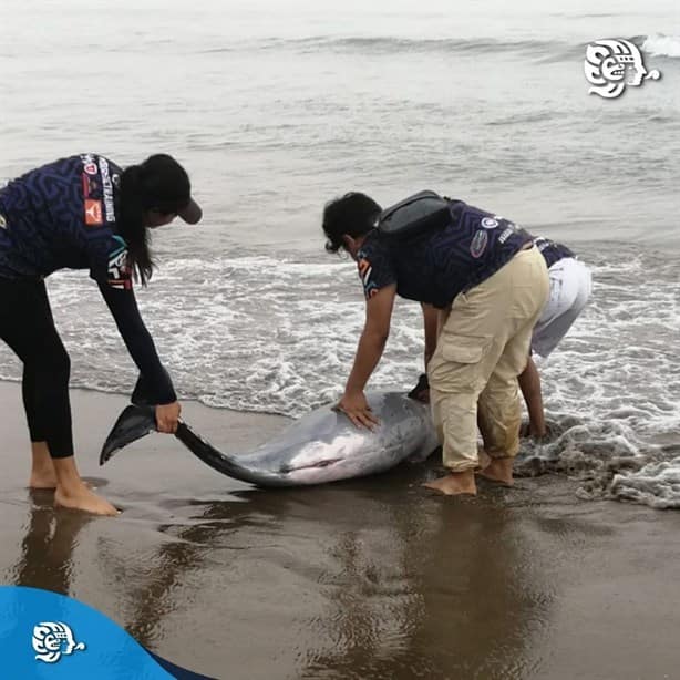 Recala delfín sin vida en playa de Coatzacoalcos | VIDEO