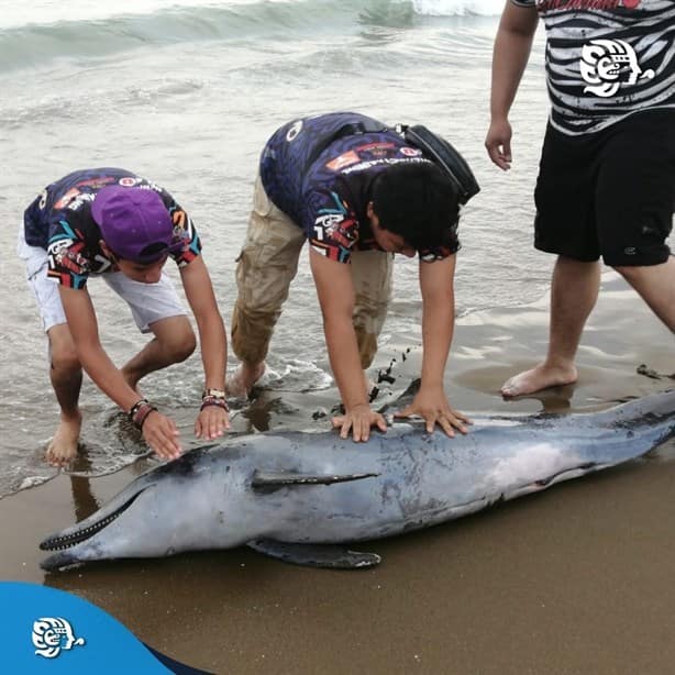 Recala delfín sin vida en playa de Coatzacoalcos | VIDEO