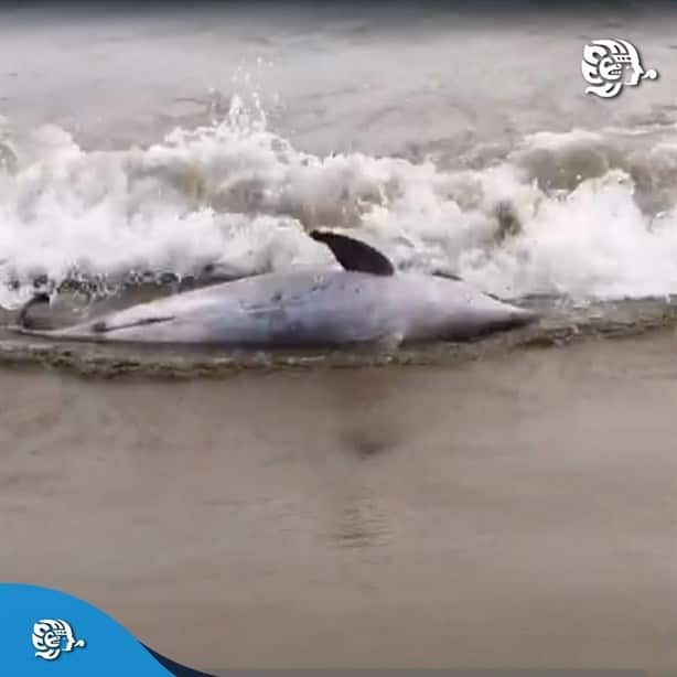 Recala delfín sin vida en playa de Coatzacoalcos | VIDEO