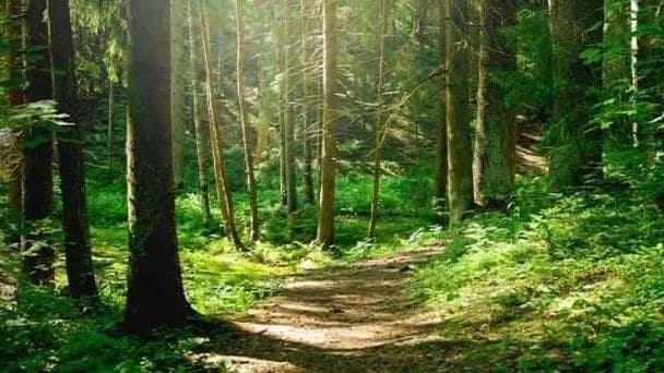 Agenda ambiental: Bosques e innovación, nuevas soluciones para un mundo mejor