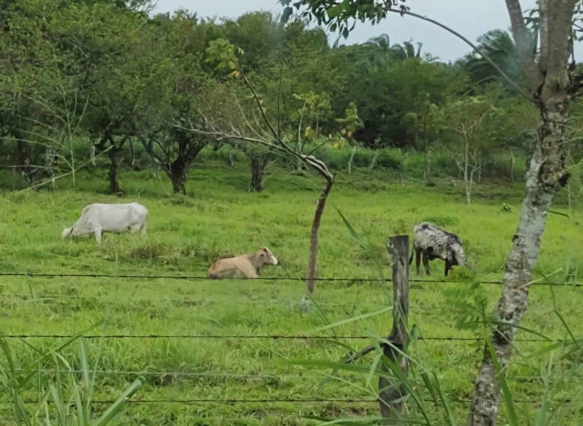 Ganaderos en Moloacán en alerta por temporada de estiaje