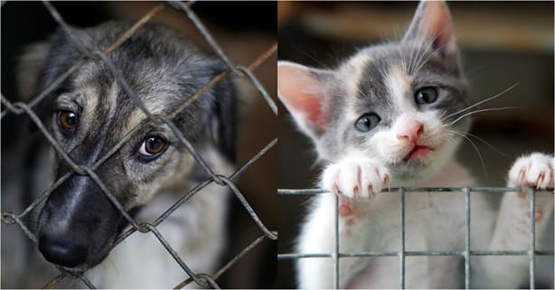 Estas son las colonias con más casos de maltrato animal en Xalapa