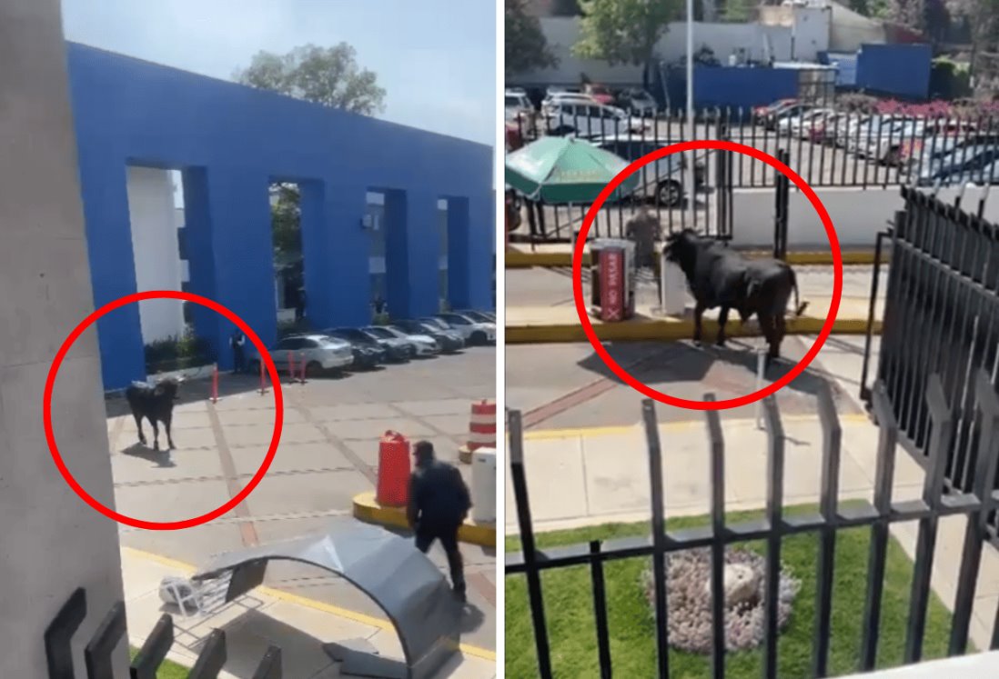 Toro suelto en preparatoria La Salle de CDMX causa revuelo en redes