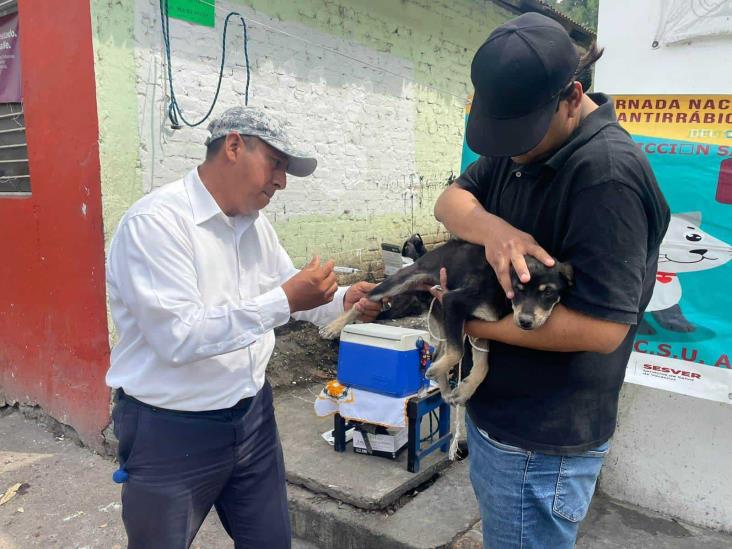 ¡Atento! Calor aumenta riesgo de rabia en animales