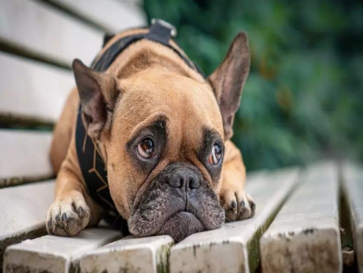 Le quitan la  vida a perros en Paso de Ovejas con veneno