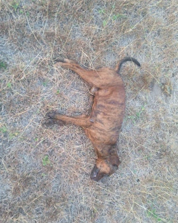 Le quitan la  vida a perros en Paso de Ovejas con veneno