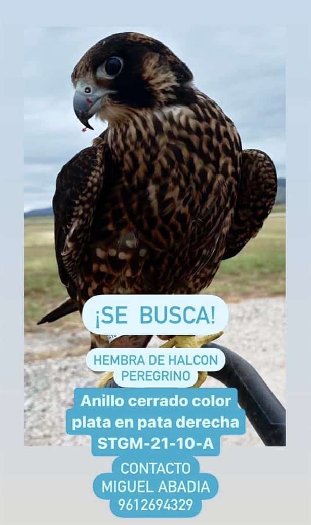 Ubican en Coatzacoalcos a Halcón peregrino que escapó del Aeropuerto de Tuxtla Gutiérrez