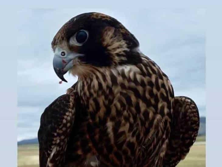 Ubican en Coatzacoalcos a Halcón peregrino que escapó del Aeropuerto de Tuxtla Gutiérrez