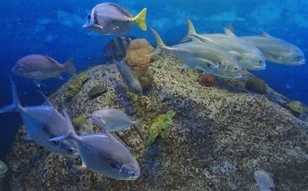 Acuario de Veracruz: este es el nuevo horario para asistir en Semana Santa