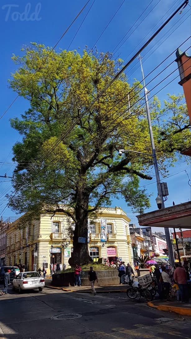 ¿El árbol de Xalapa está dañado?: Activistas piden atención y cuidados